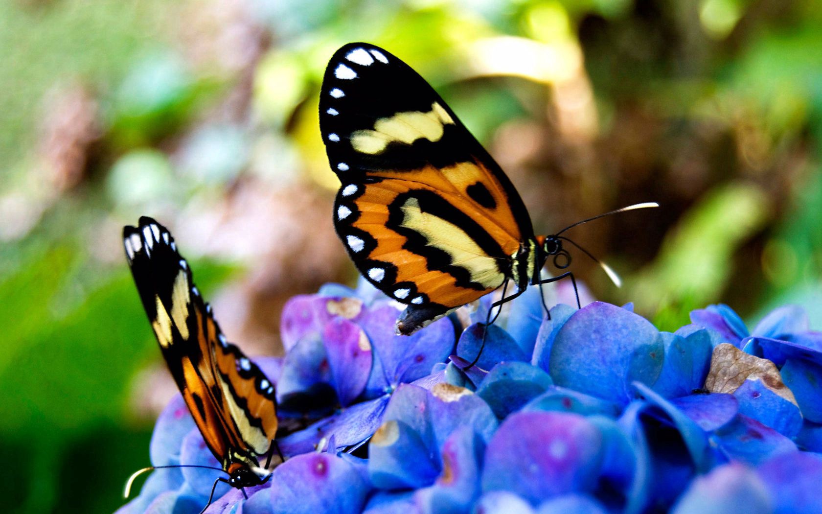 butterflies, flowers, grass, plants