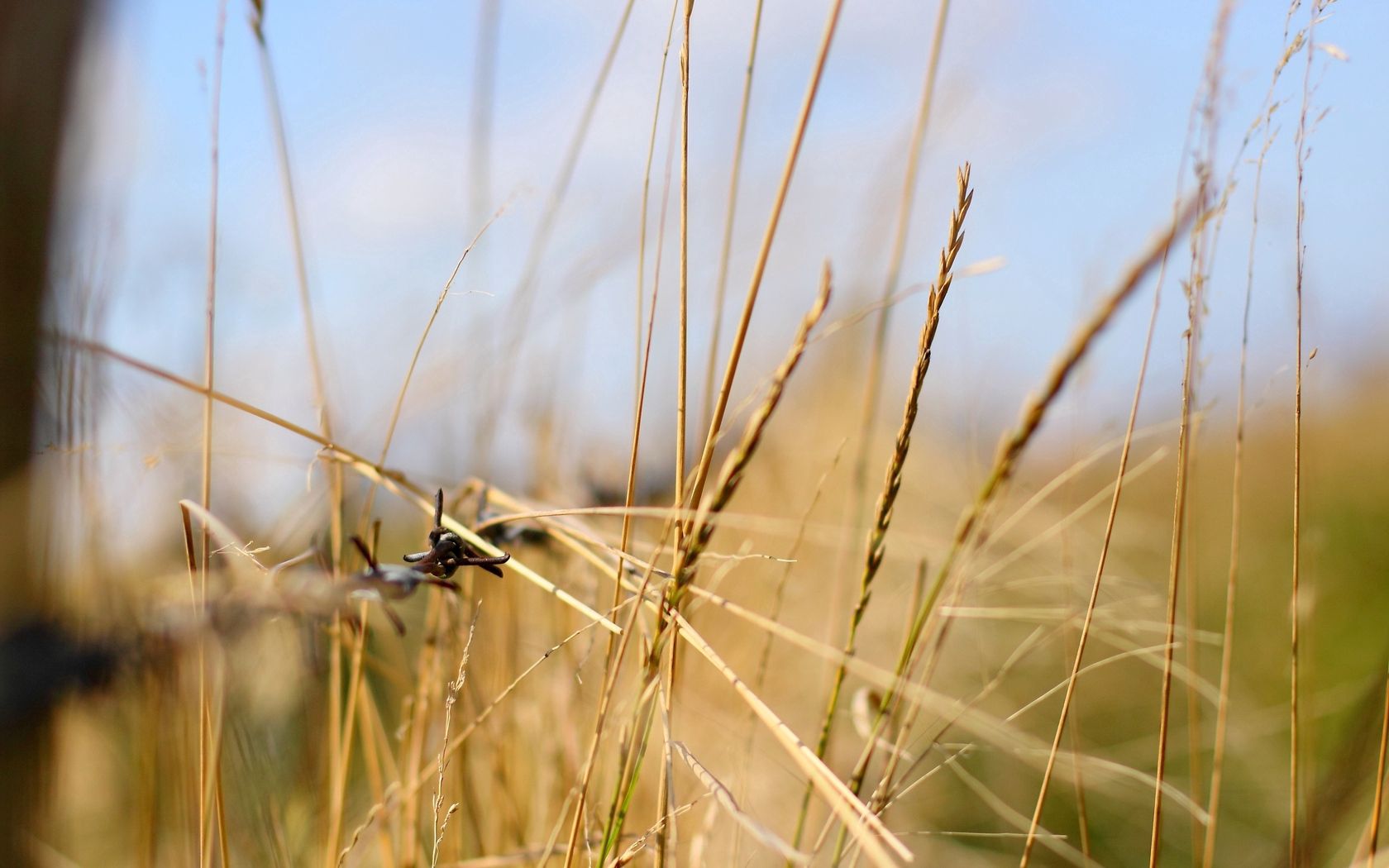 grass, light, focus, macro