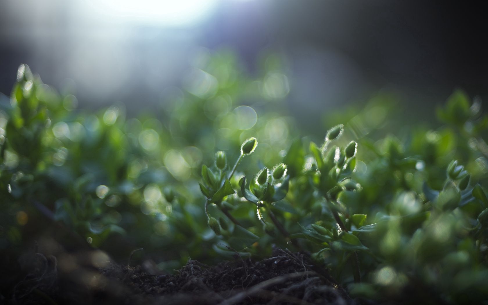 grass, macro, shade, green, earth, roots