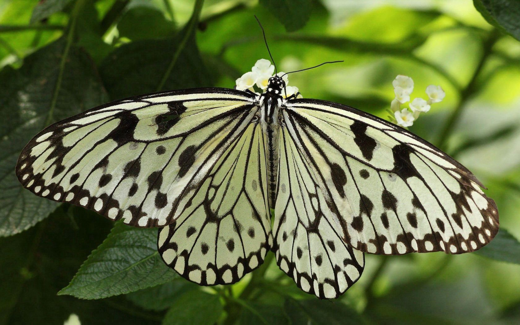 butterfly, wings, form, light, leaves, insects