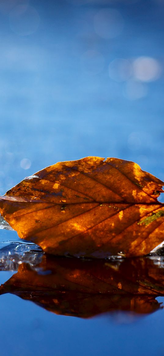 leaf, autumn, fallen, dry, water, liquid