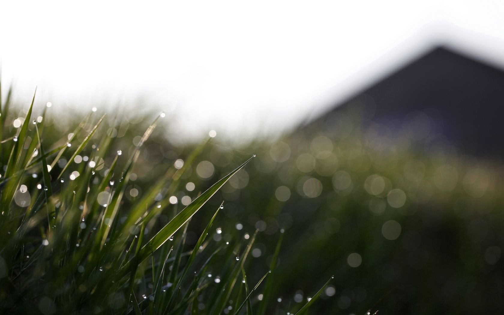 grass, drops, glare, mildew