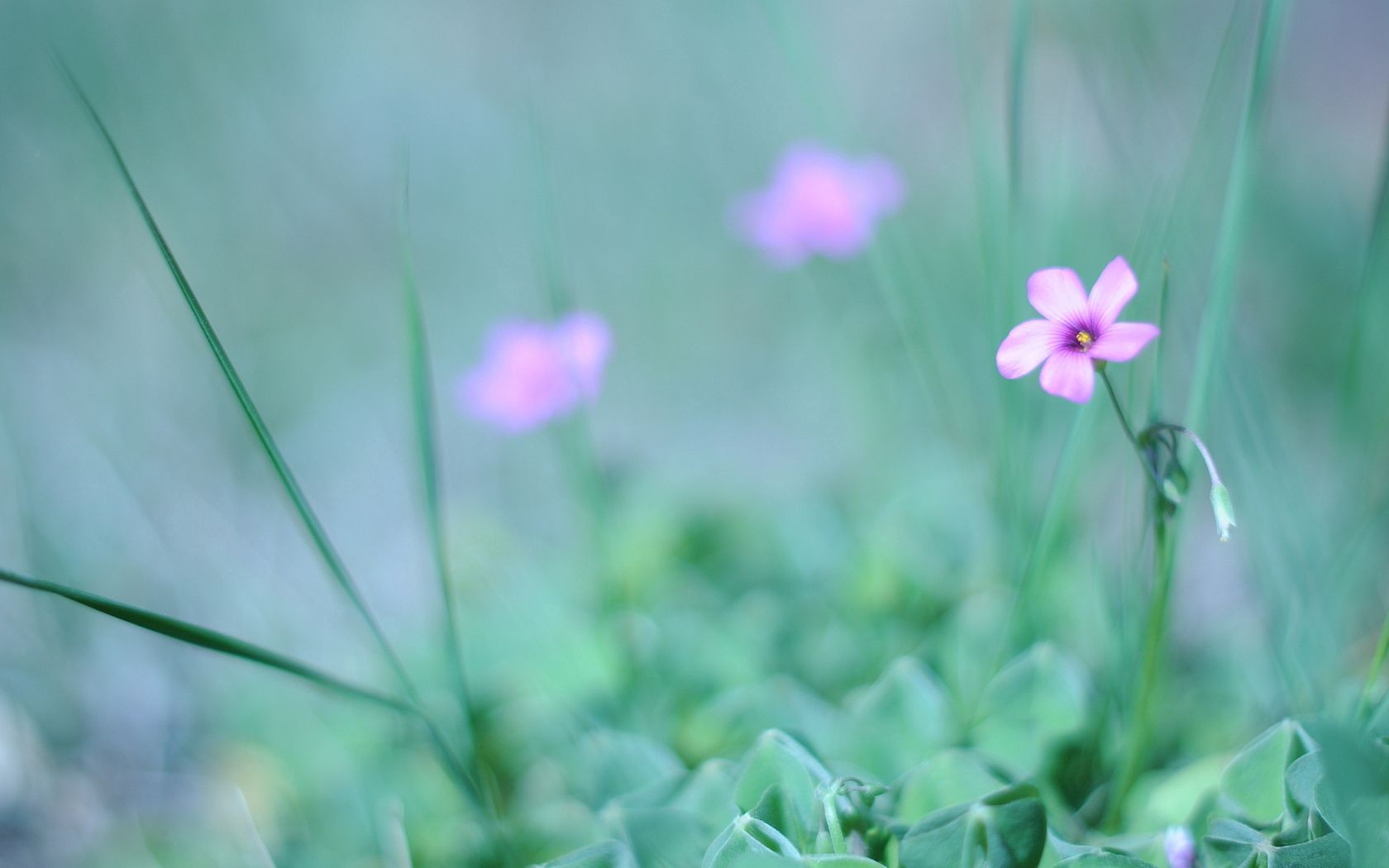 flower, grass, fuzzy, greenery, light