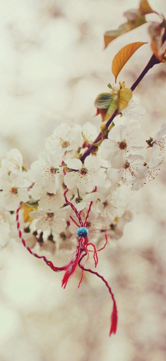 macro, spring, branch, cherry, knot