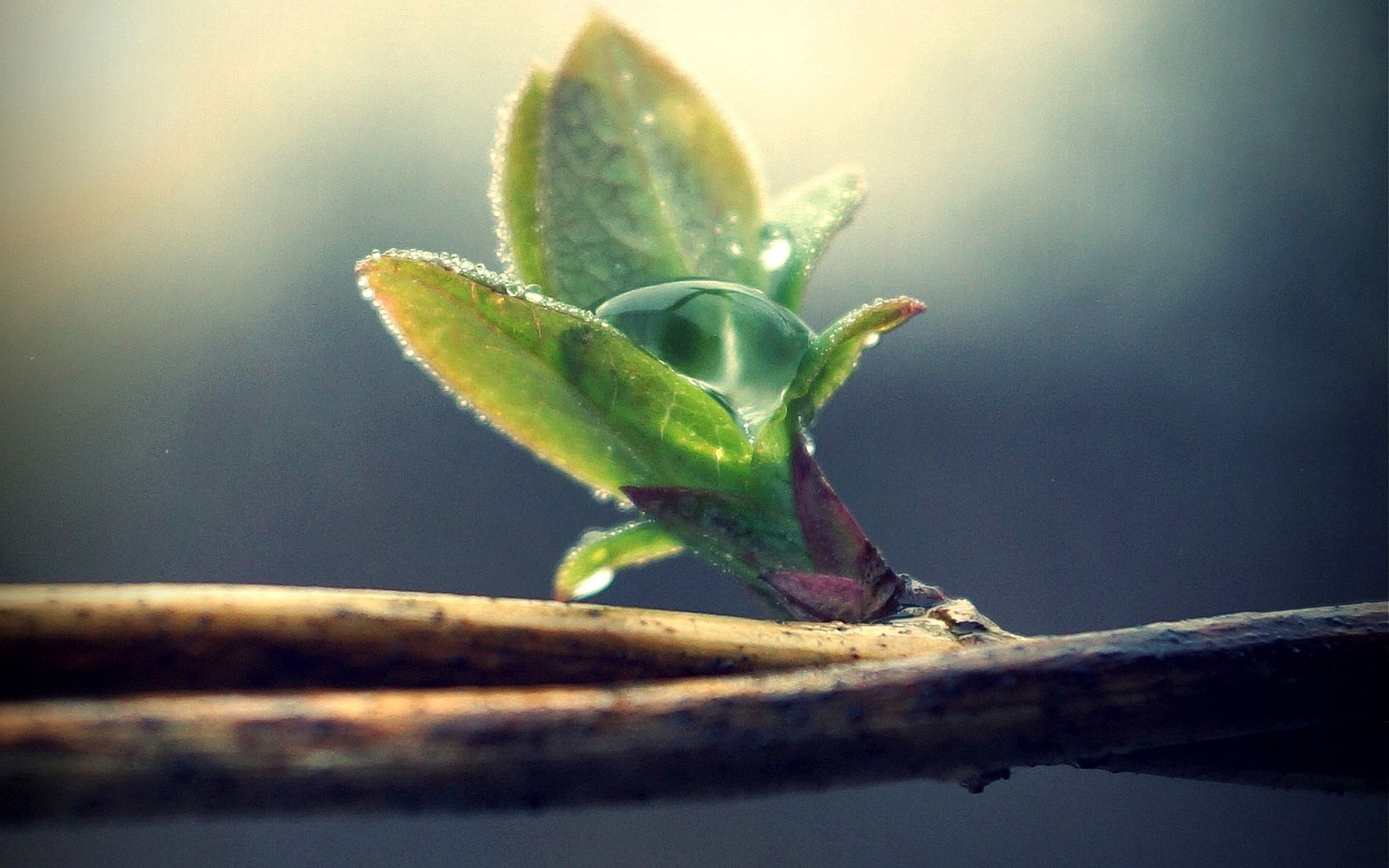 branches, leaves, blossoms