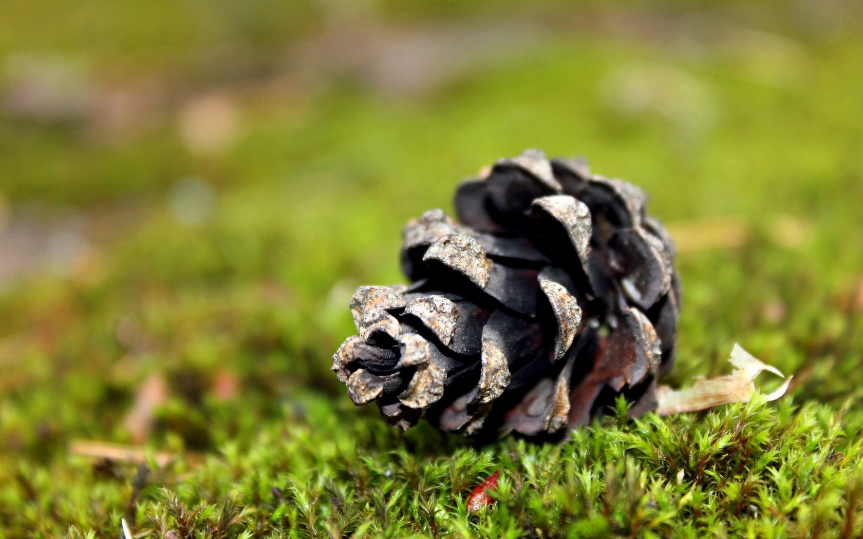 bump, grass, pine, needles, moss