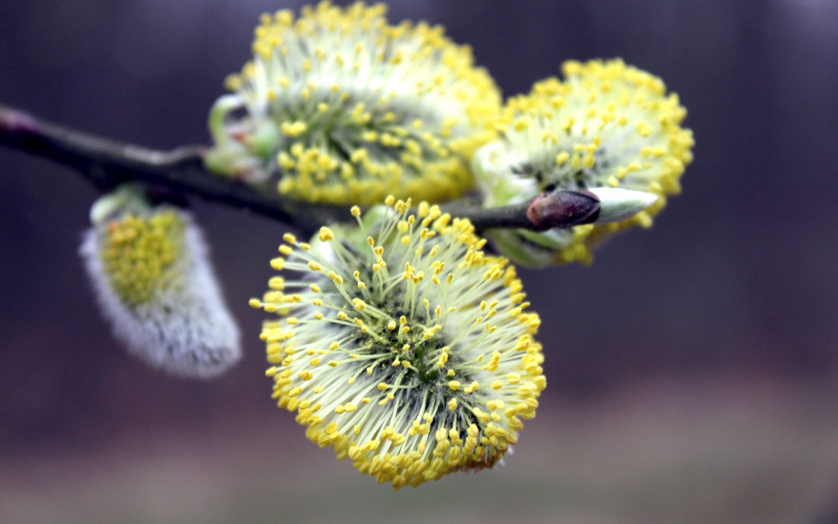 willow, flowering, branch, season