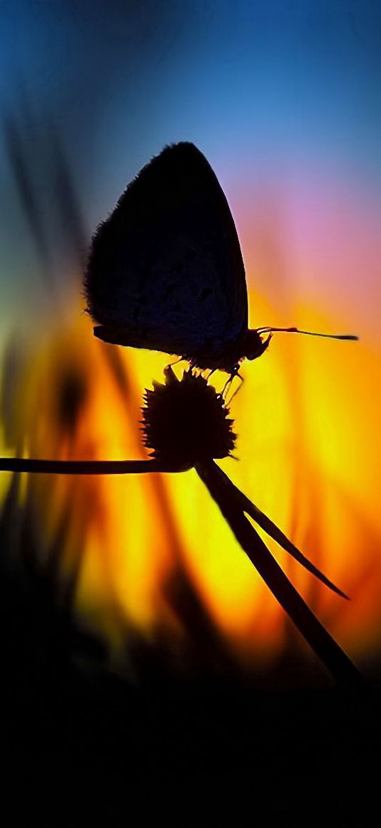 butterfly, light, shadow, flower, silhouette