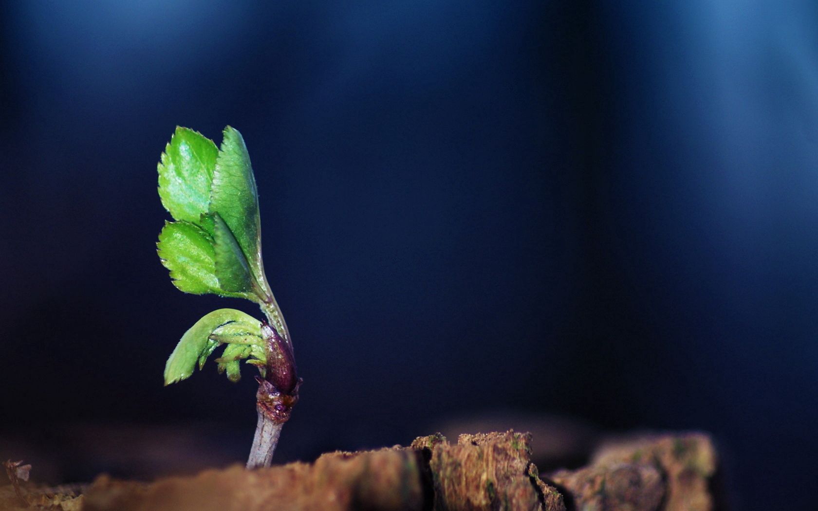 sprout, grass, leaves