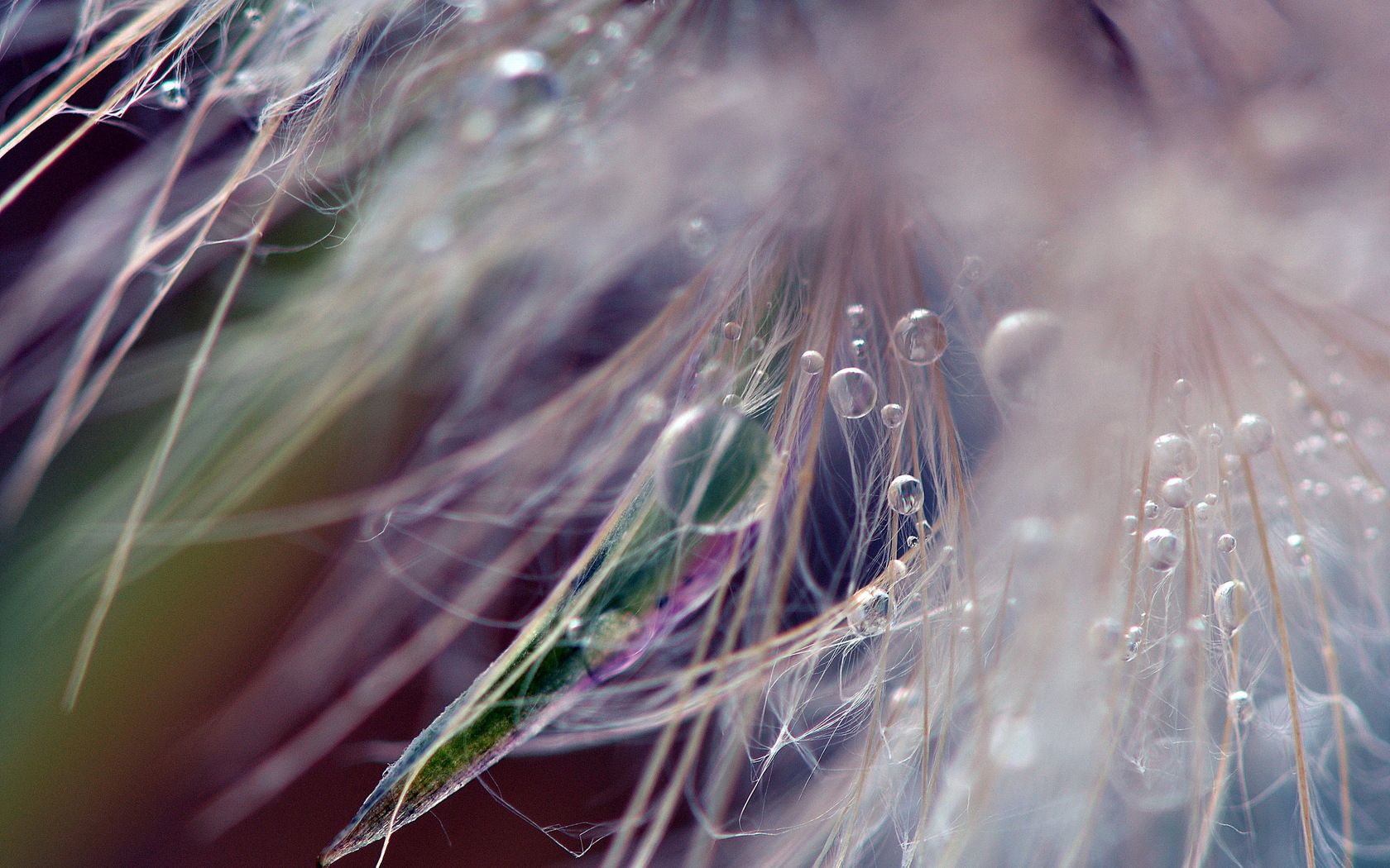 dandelion, fluff, seeds, light