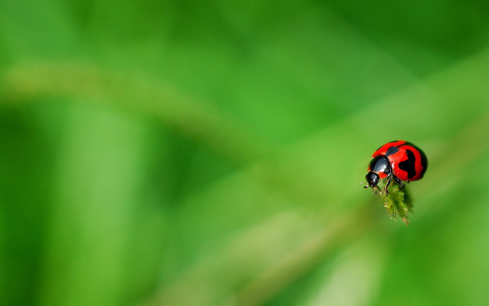 ladybug, grass, surface, insect