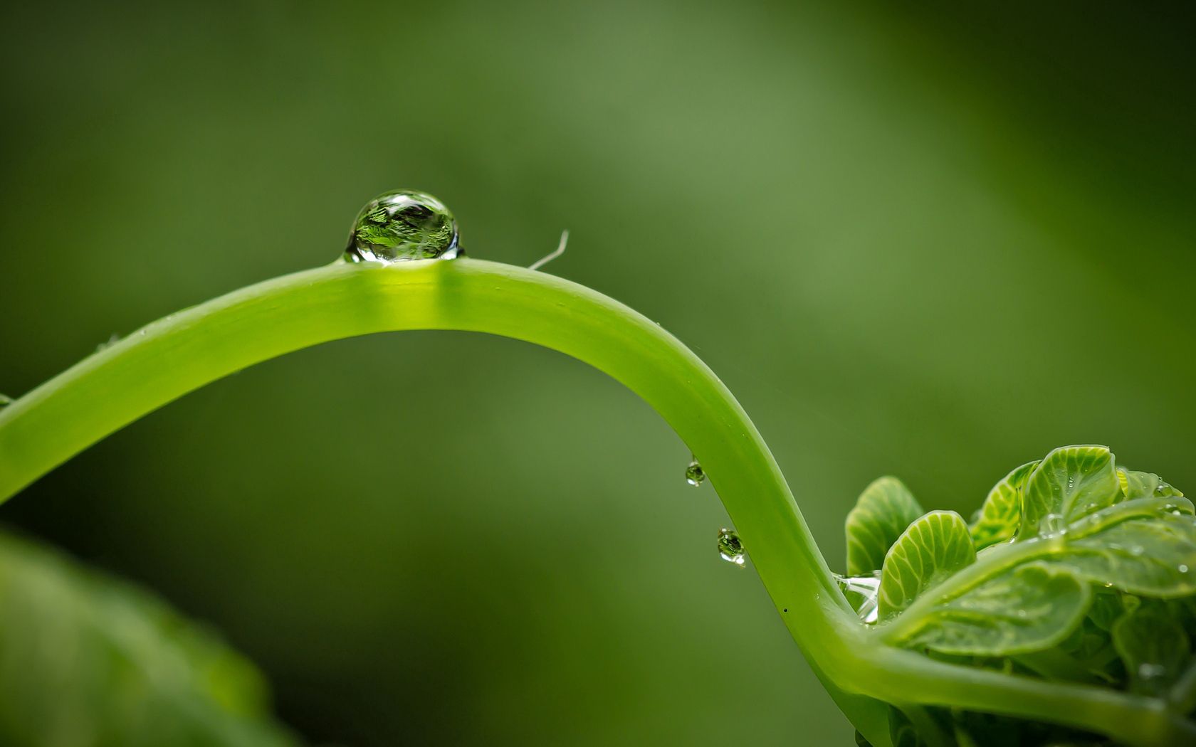 close-up, green, leaf, shoot, droplet