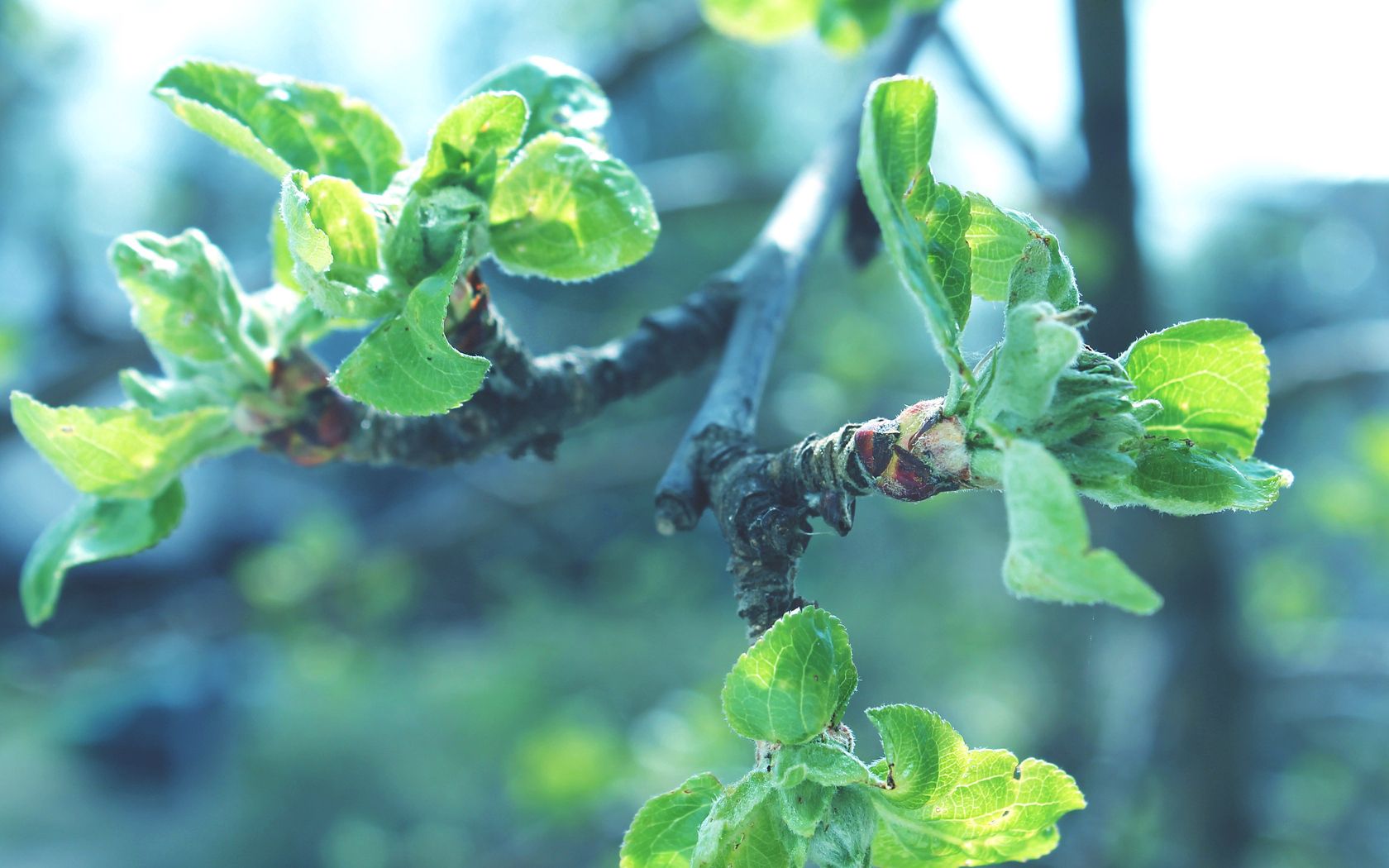 leaves, branches, apples, faded