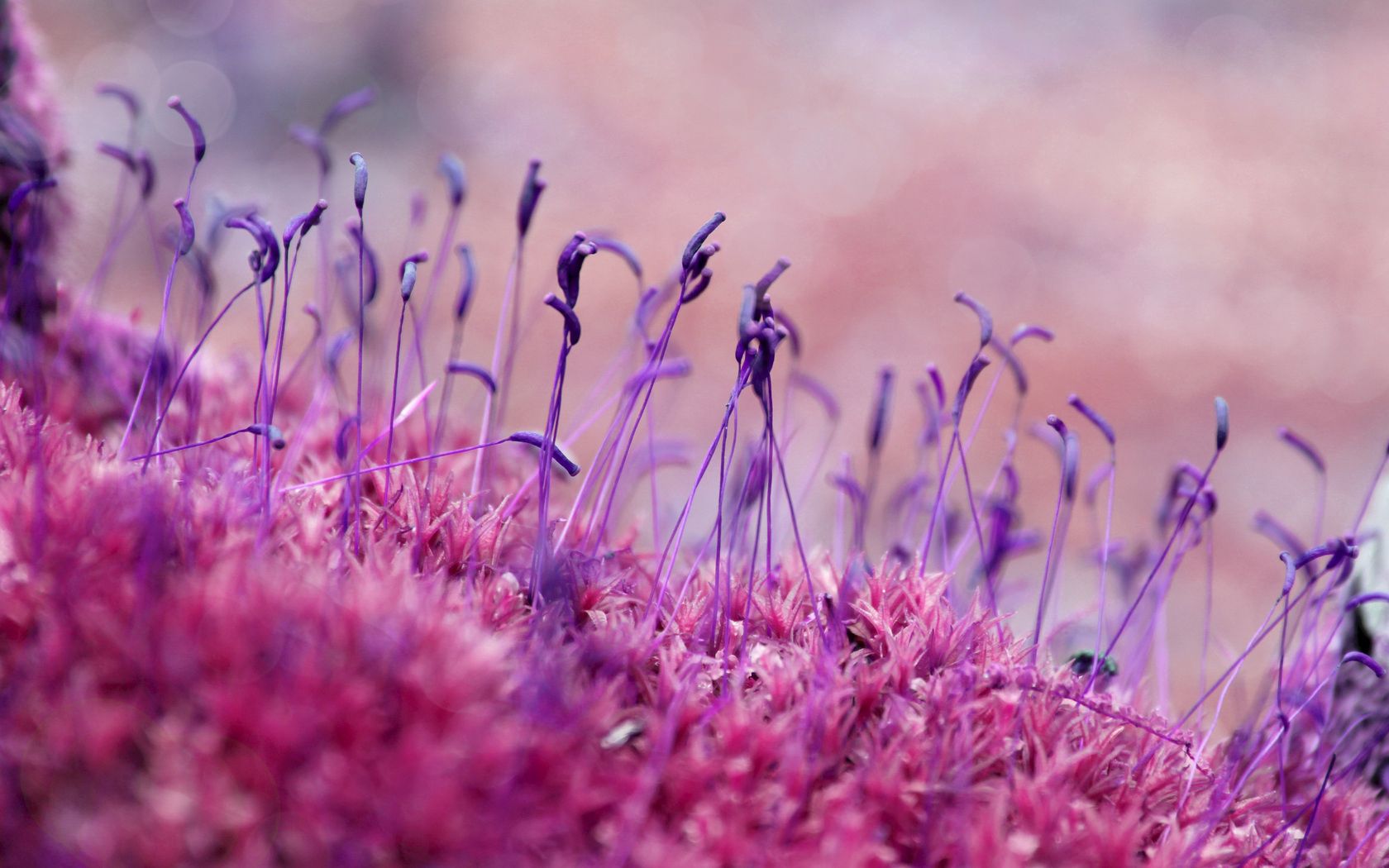 moss, grass, seeds, color, close-up