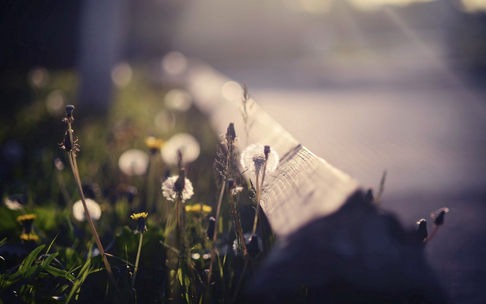 grass, highlight, shadows, dandelion