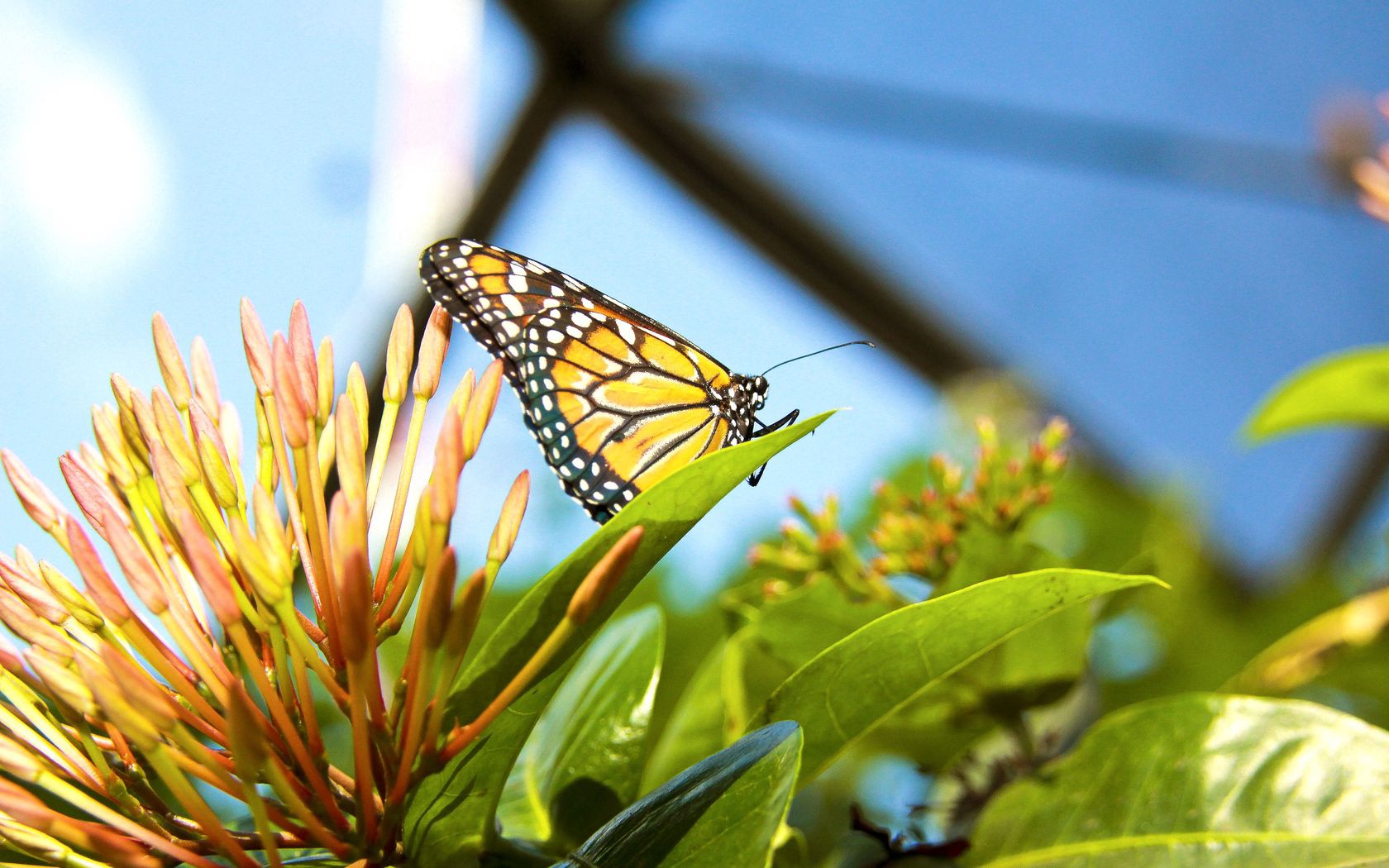 butterflies, grass, plants, flower