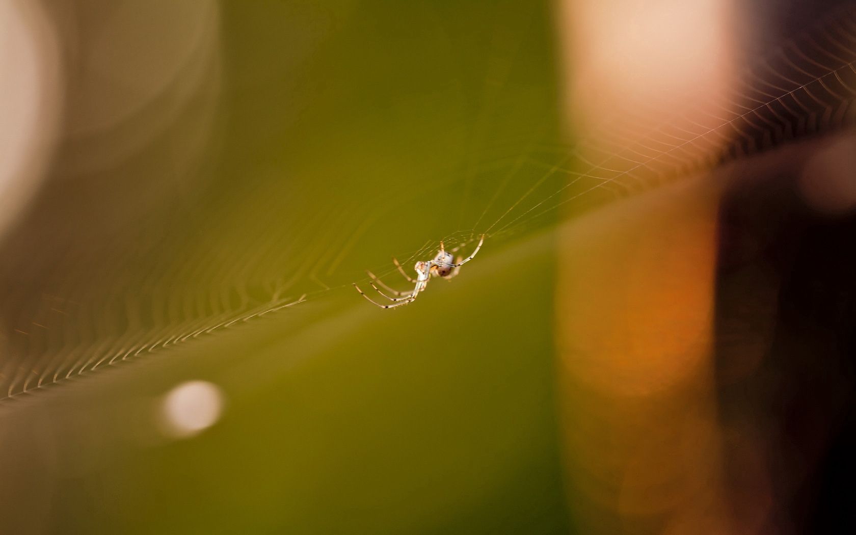 cobweb, spider, light, glare