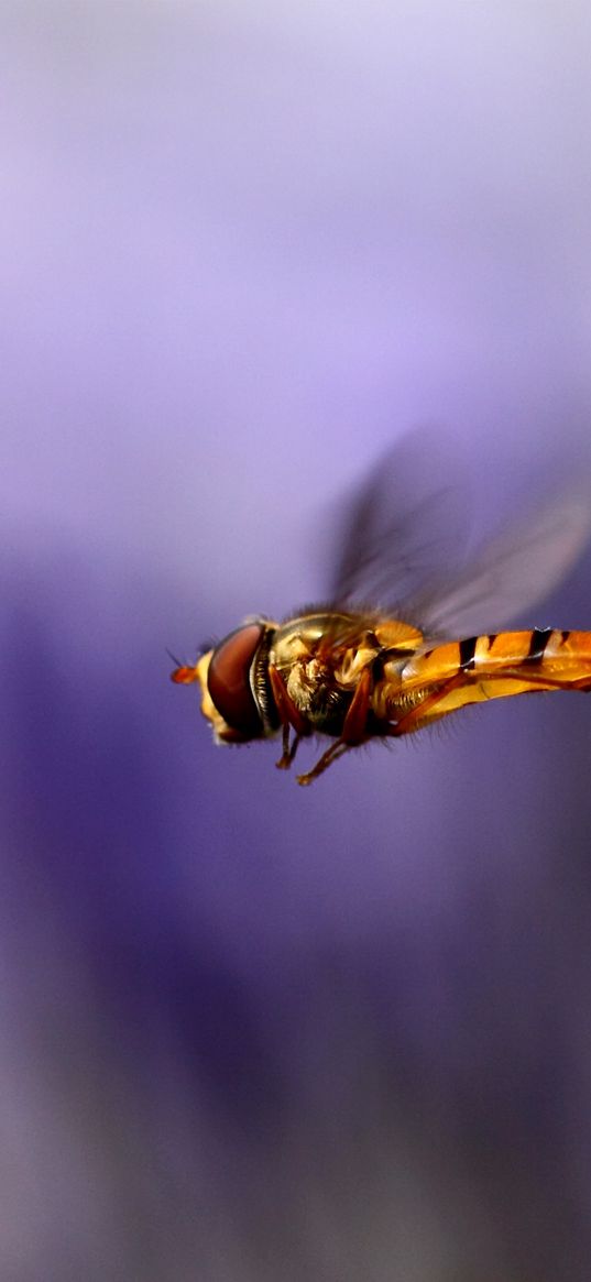 bee, wings, flight, blur