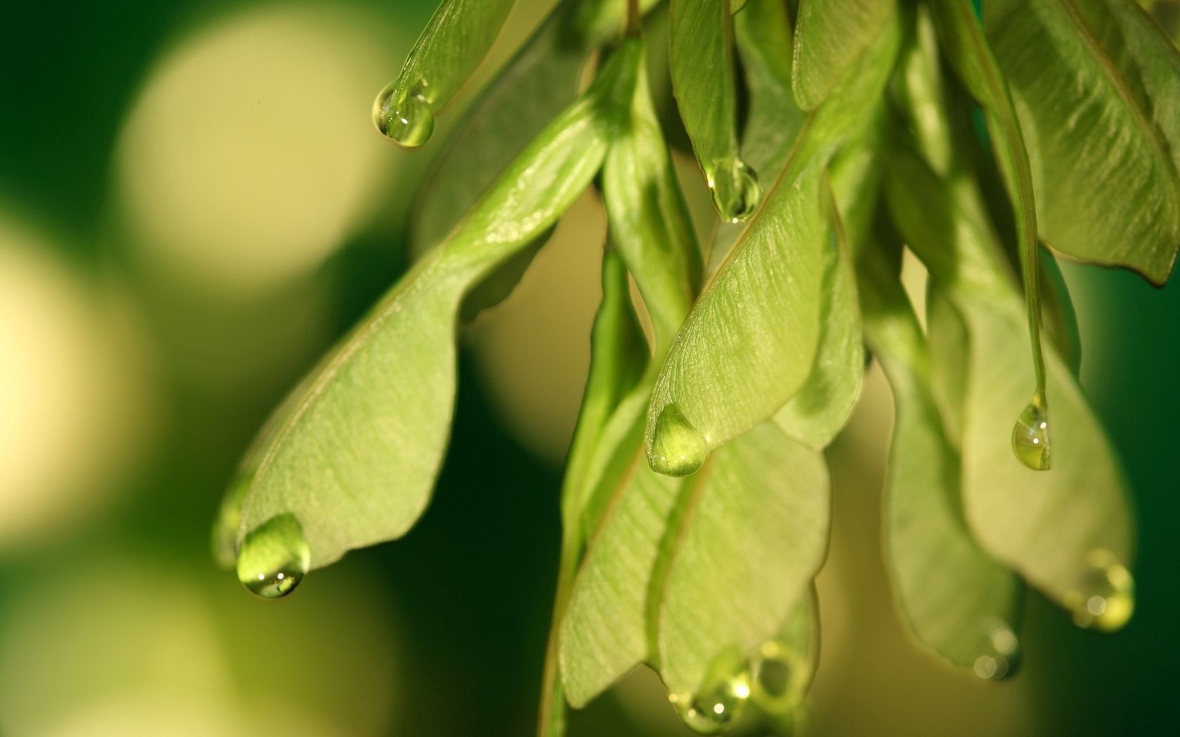 plants, leaves, seeds, drops, macro