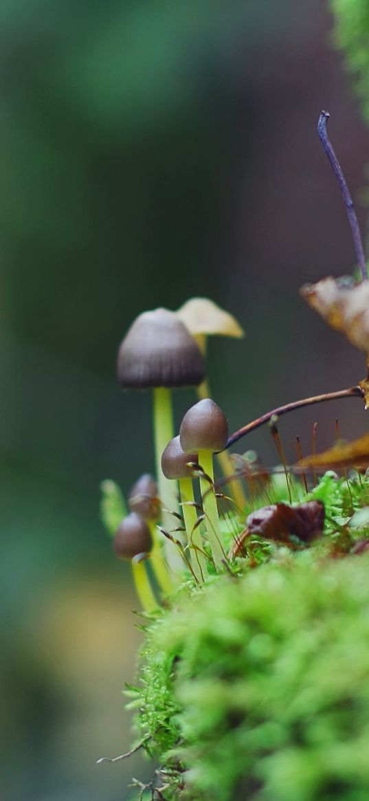 fungi, leaves, grass