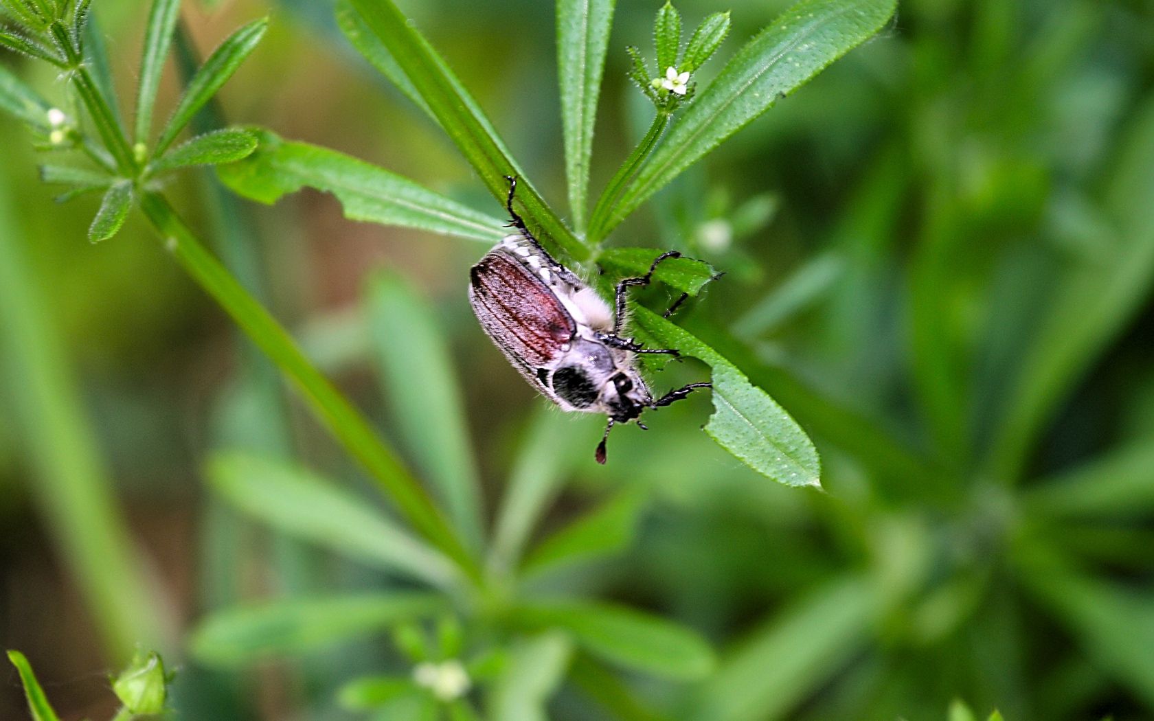 beetle, grass, summer, greenery, light