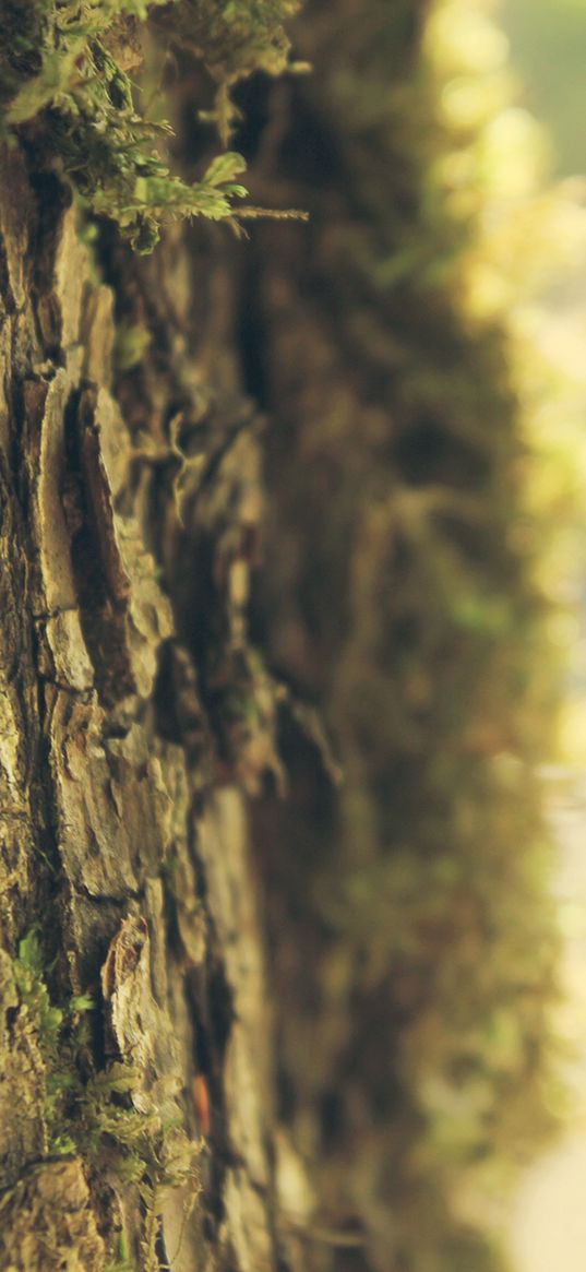 bark, moss, tree, spring, light