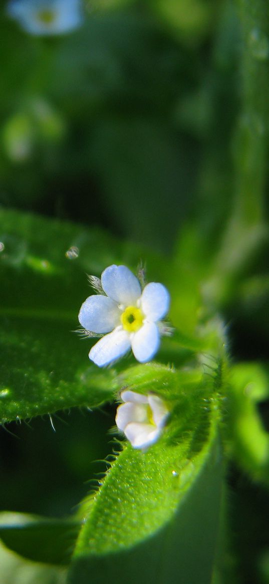 flowers, macro, background, grass, greenery