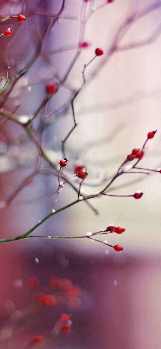 branch, berries, light, background, glare