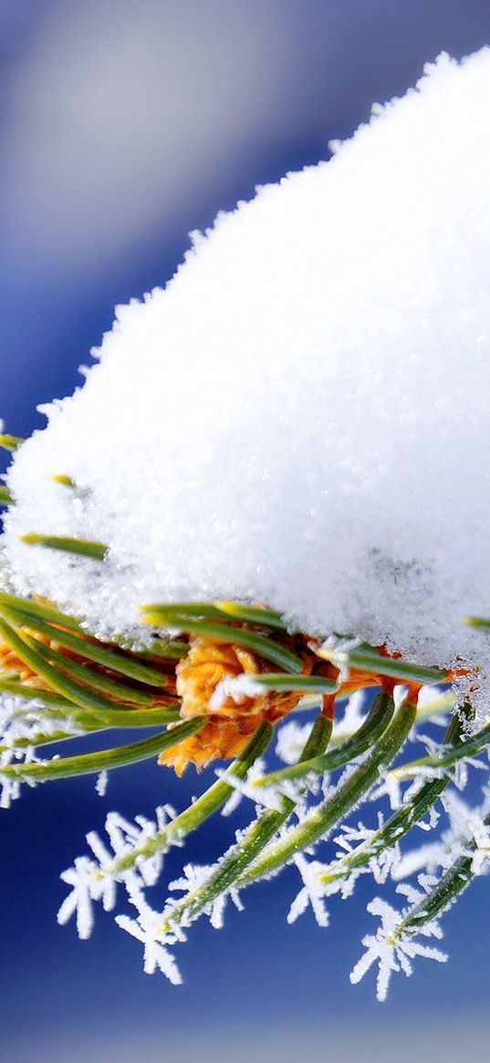 branch, snow, spruce, winter