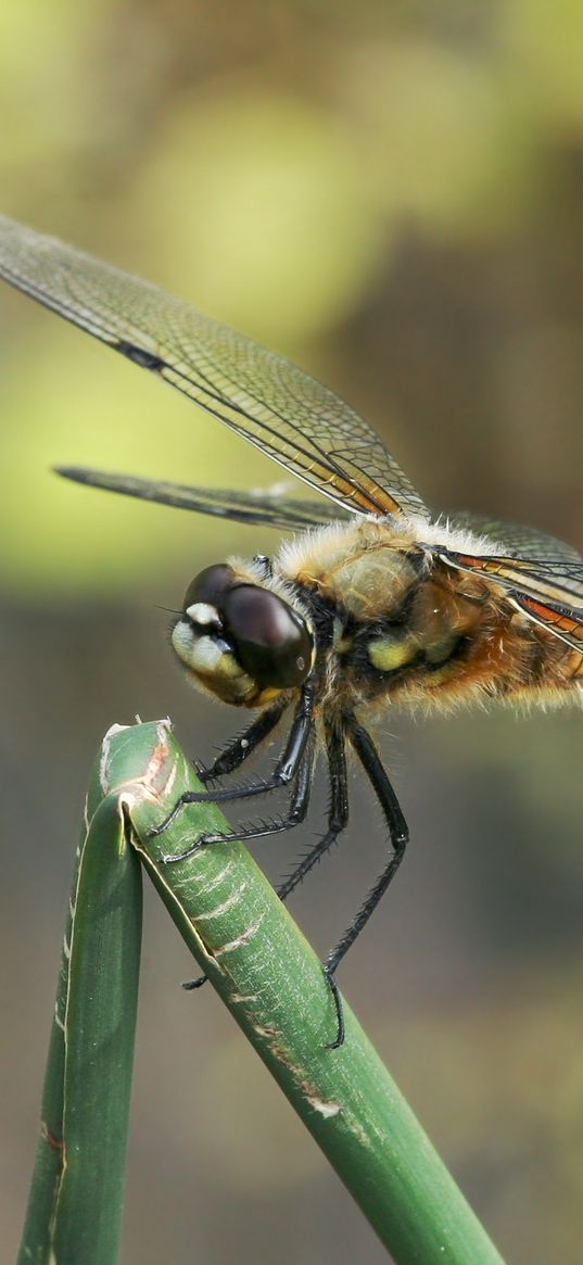 dragonfly, insect, branch