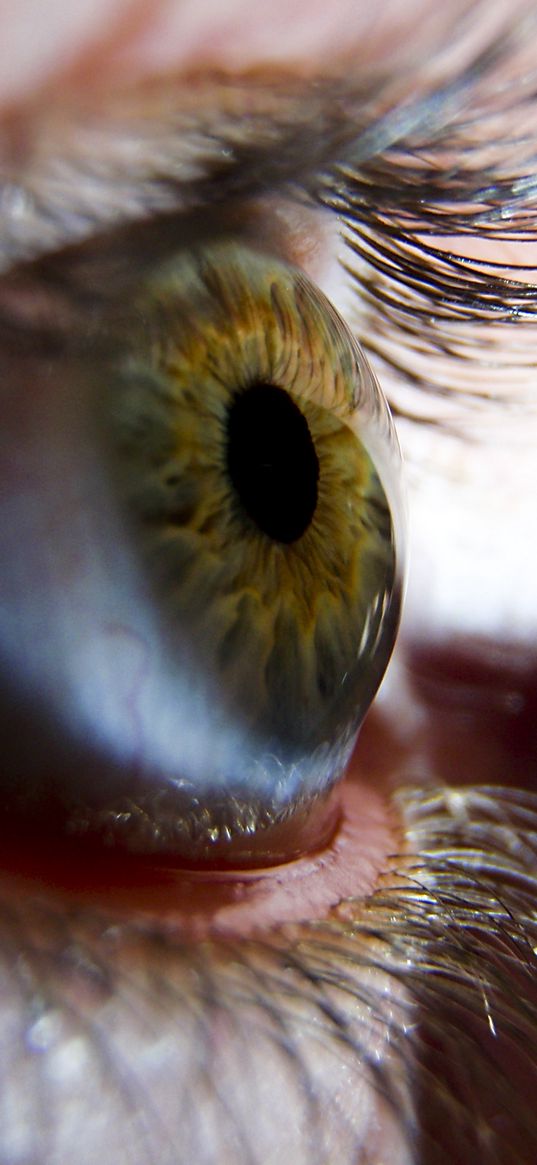 eye, eyelashes, pupil