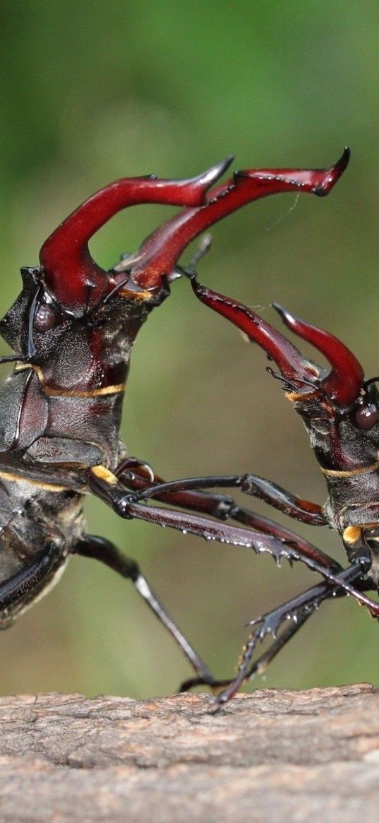 beetles, couple, plants, insects