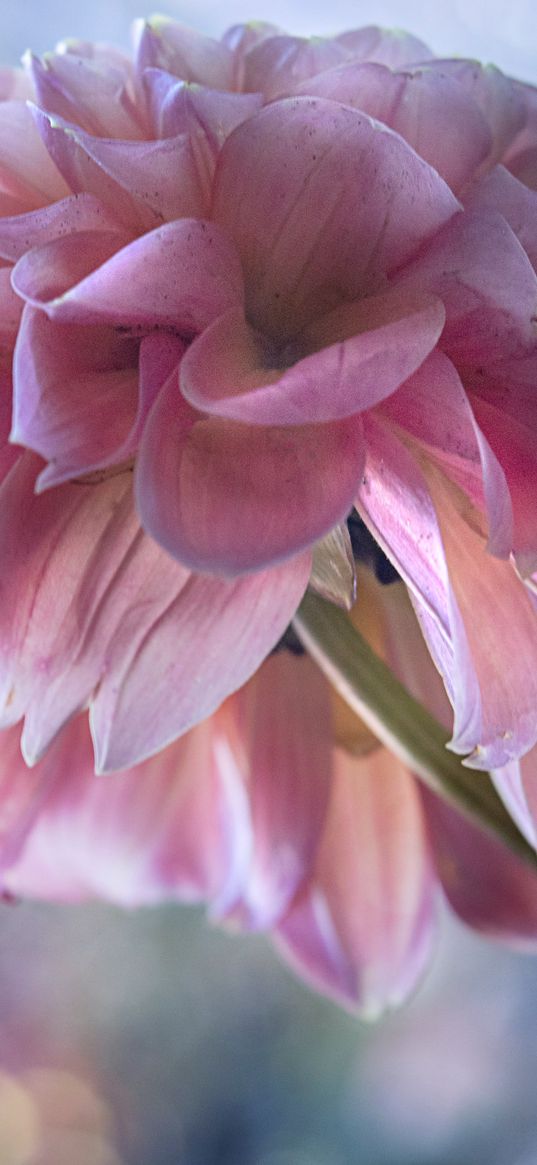 dahlia, flowers, petals, pink, macro