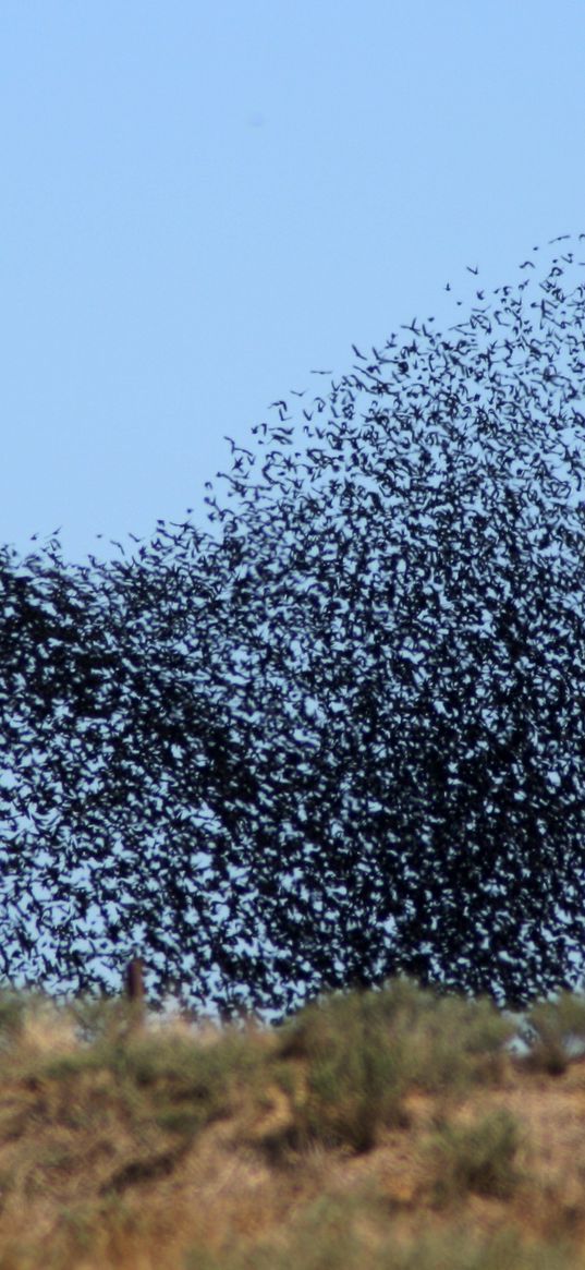 birds, swarm, flight, take-off