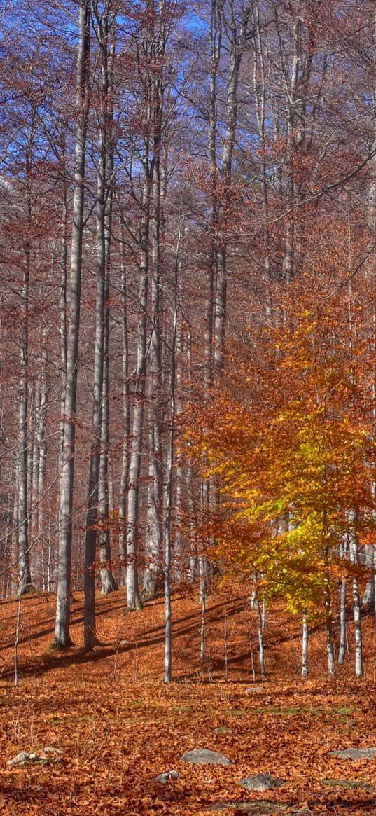 autumn, trees, leaf fall, october, trunks, indian summer