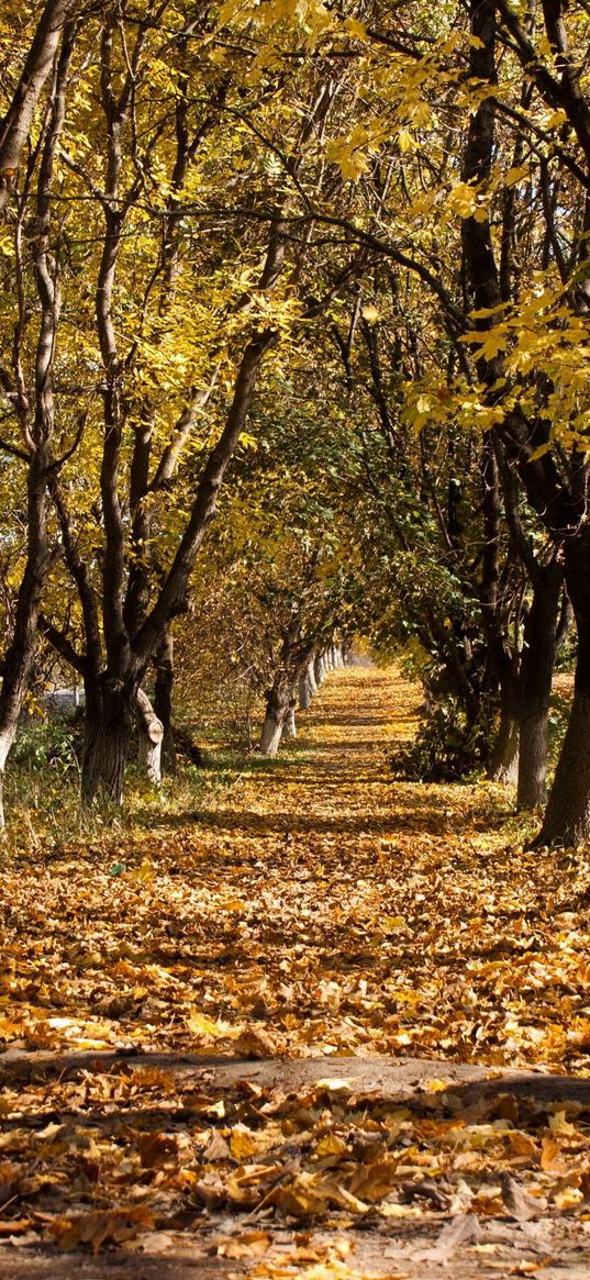 autumn, trees, leaf fall, october, trunks, withering, ranks, track