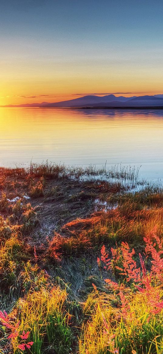 decline, sun, wedge, birds, autumn, coast, grass