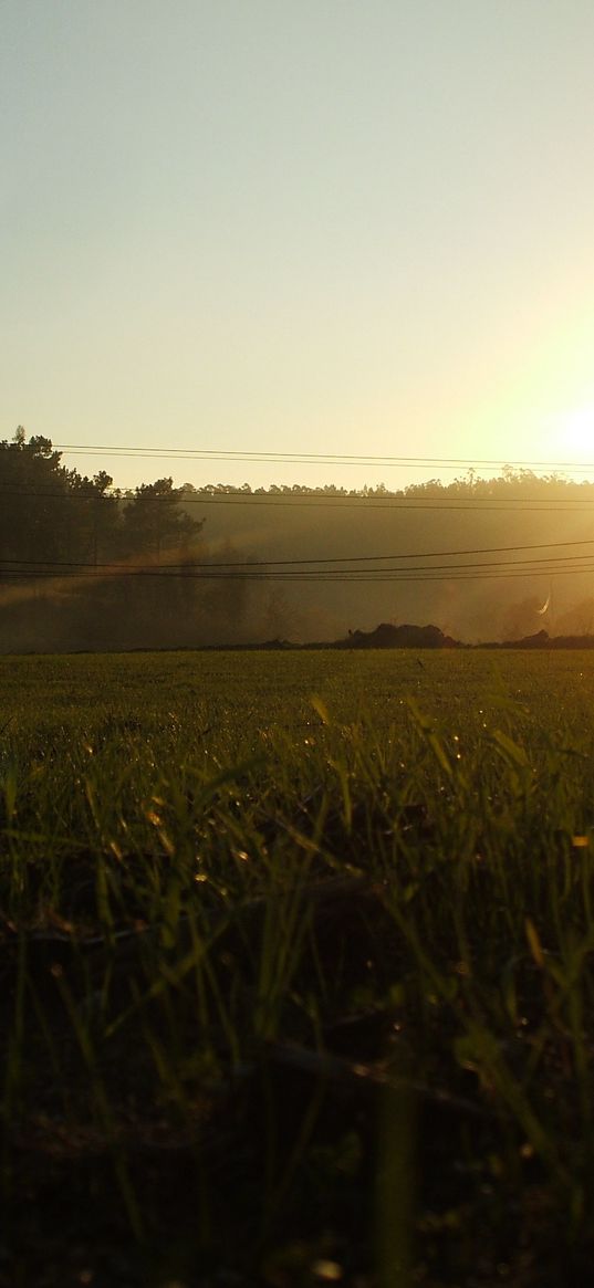 portugal, light, morning, field, grass, wires