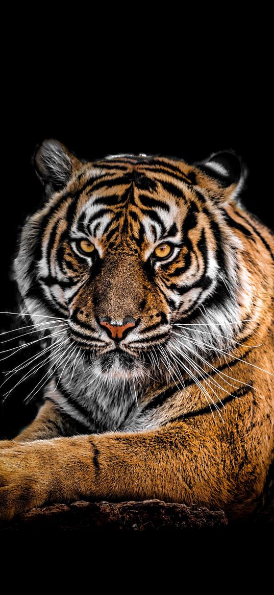 tiger, animal, look, black background