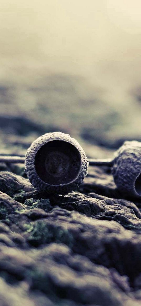 acorn, dark, surface, stones