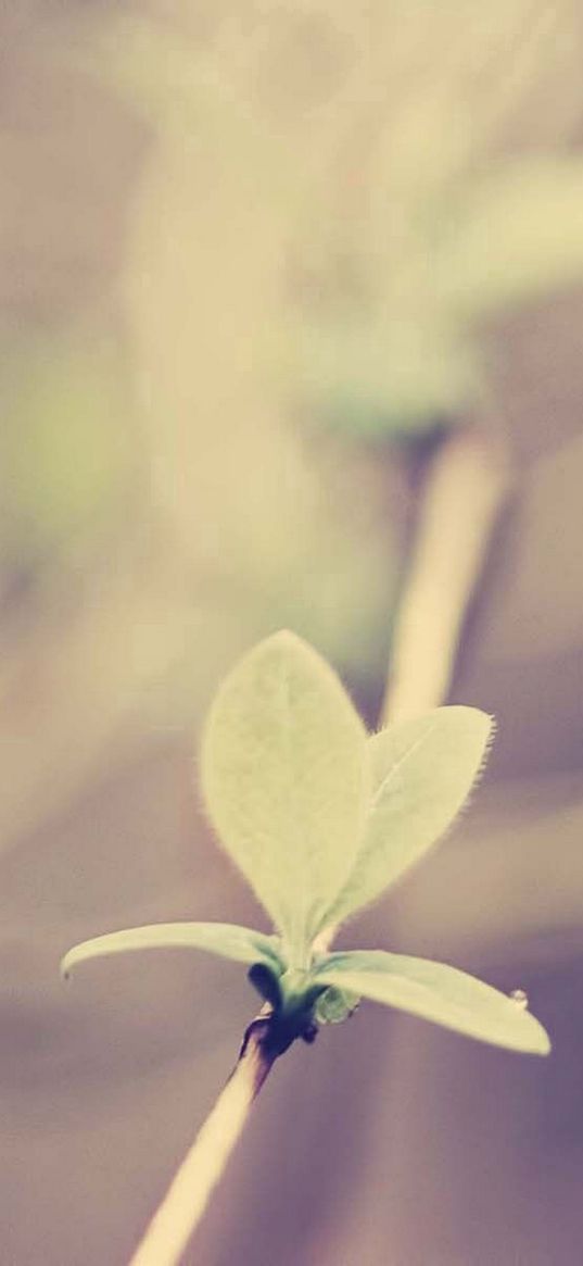 sprout, branch, glare, grass