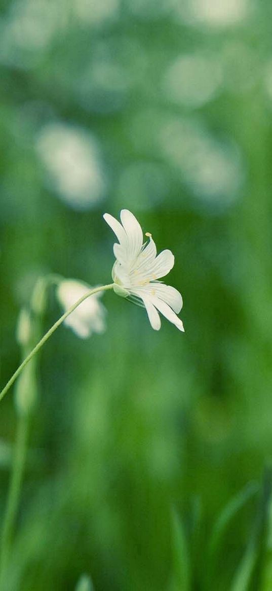 grass, flower, background, glare, glade