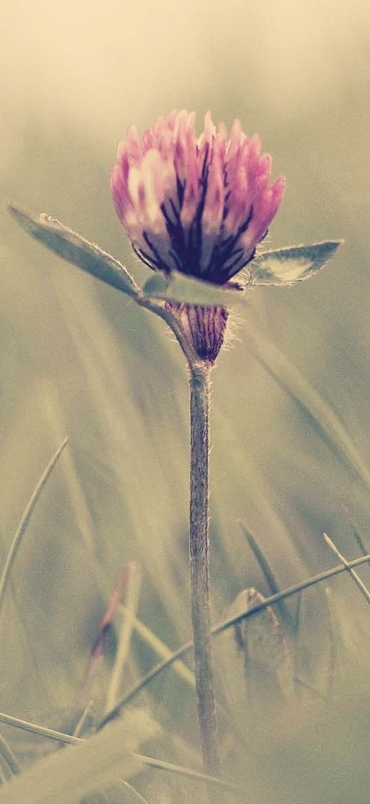 clover, grass, glare, light