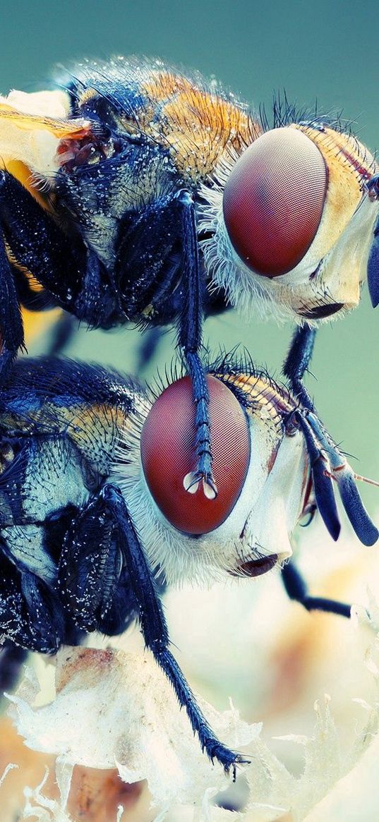 flies, couple, insect