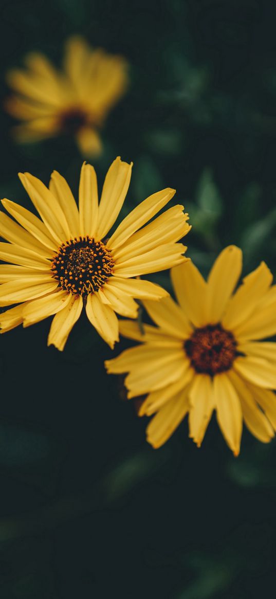 rudbeckia, flowers, yellow, dark