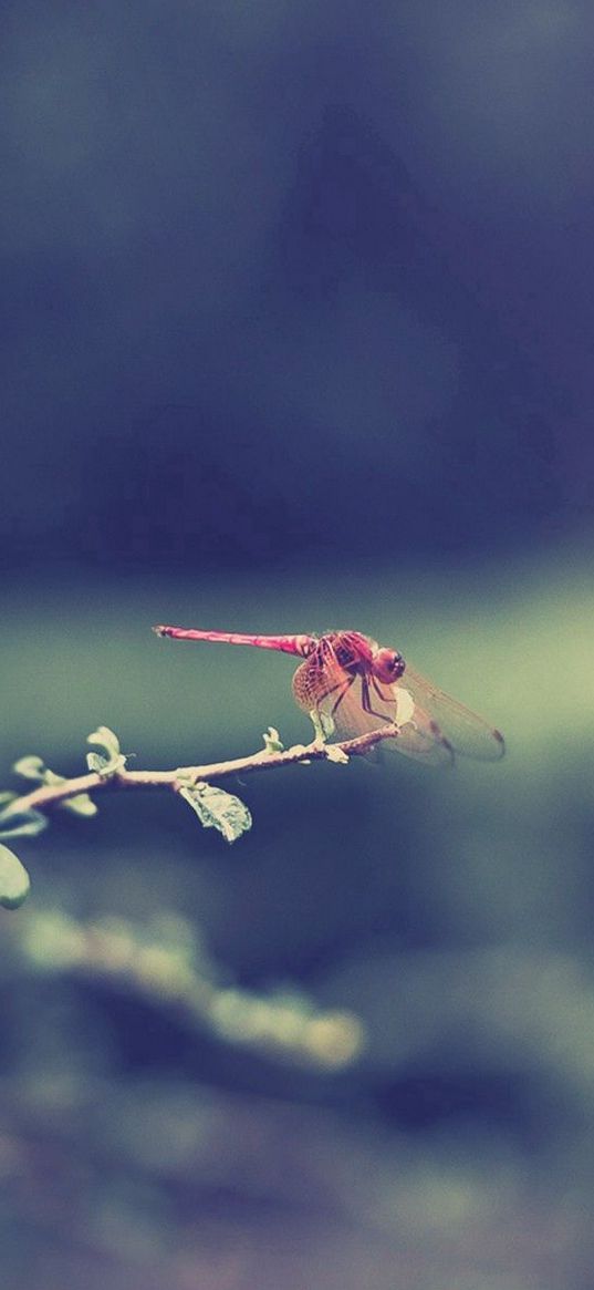 dragonfly, grass, leaves, branch