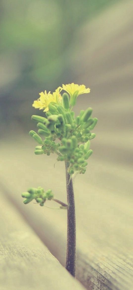 sprout, grass, wood, plant