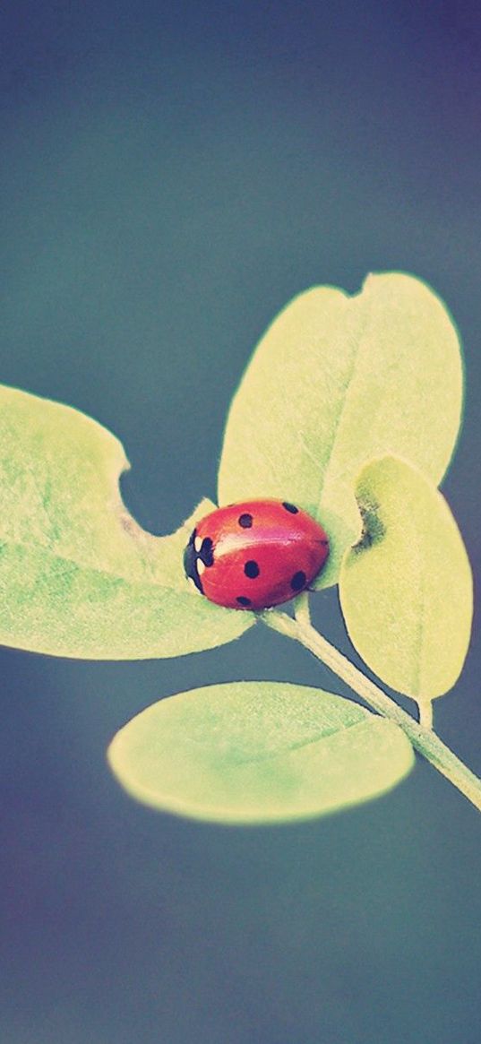 ladybug, leaves, grass, background