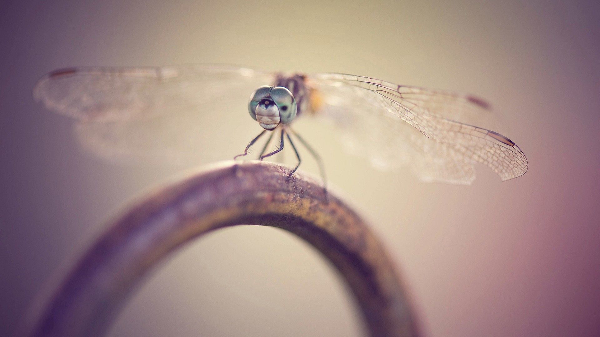 dragonfly, metal, insect