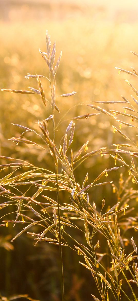 wildflowers, spikelets, field, sun, summer, nature